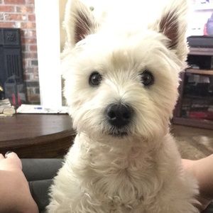 Meet your Posher, Jane